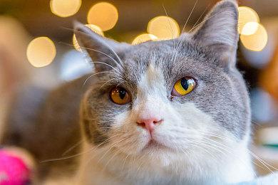 《GTA6》预告片播放量达1.68亿 成为油管历史第二